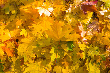 maple forest glade covered by red dry leaves, beautiful autumn park landscape