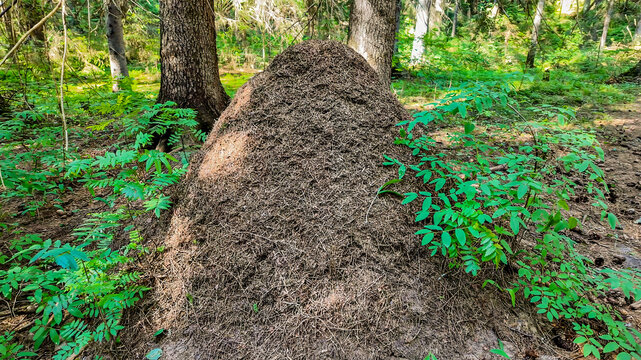 Majestic forest ant hill surrounded by greenery, showcasing teamwork and nature's architecture, perfect for Earth Day themes