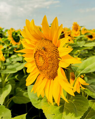 A bright sunflower field in full bloom under a clear sky, symbolizing the beauty of summer and...