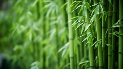 Fototapeta premium Lush green bamboo stalks growing in a serene natural setting on a bright sunny day