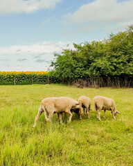 Sheep grazing peacefully on a lush green meadow beside vibrant sunflower fields, symbolizing rural tranquility and sustainable farming