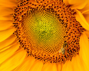 Close-up of a bee pollinating a vibrant sunflower, symbolizing the importance of biodiversity and summer vitality