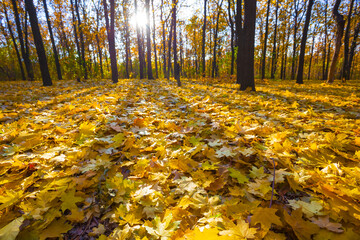autumn maple forest glade covered by red dry leaves in light of sparkle sun