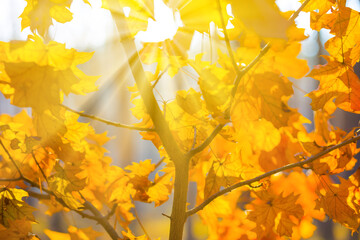 red dry autumn tree in light of sparkle sun