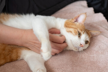 猫を撫でる　茶トラ白