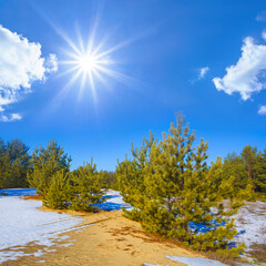 snowbound pine tree forest in light of sparkle sun, beautiful winter natural landscape