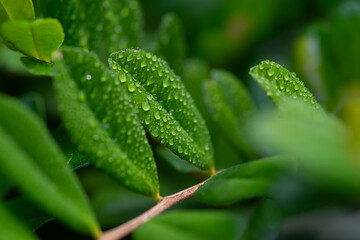 雨に濡れた葉