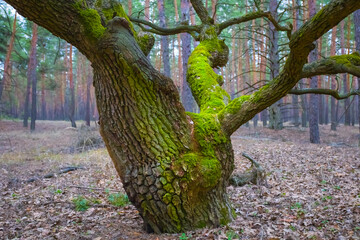 alone oak tree in the cuiet autumn forest covered by moss