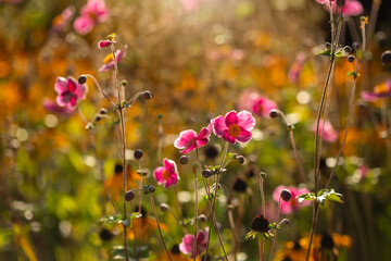 Poranek w ogrodzie, różowe kwiaty Zawilców japońskich. © mycatherina