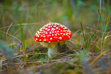 closeup red flyagaric mushroom in autumn forest
