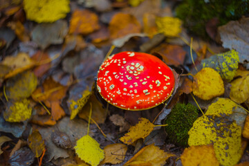 closeup red flyagaric mushroom in autumn forest