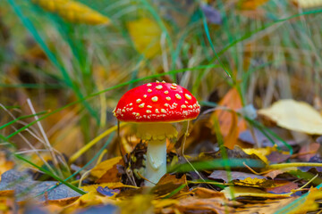 closeup red flyagaric mushroom in autumn forest