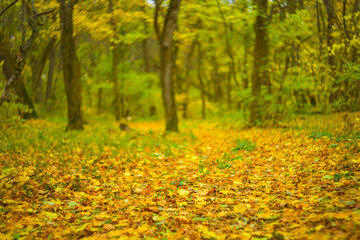 maple forest glade covered by red dry leaves, beautiful autumn park landscape