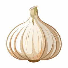 realistic garlic vector illustration