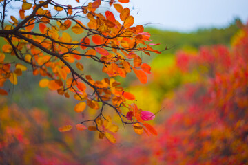 closeup red dry tree branch in forest, beautiful natural seasonal background