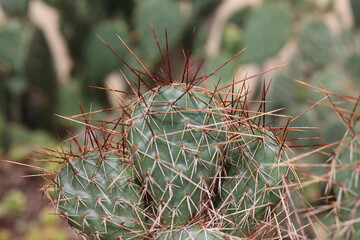 kaktus opuncja Opuntia Hybrid Rom kolce brązowe czerwone łososioworóżowy