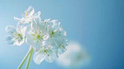 Stunning Simple and Fresh Blue Background: A Serene and Inviting Vision. Showcasing Calmness and Charm.