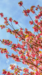 Blooming cherry blossom branches against a clear blue sky symbolize the beauty of spring and the celebration of Hanami