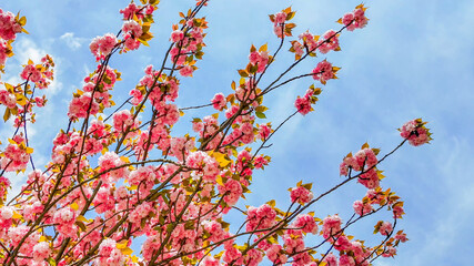 Cherry blossom tree in full bloom against a clear blue sky, symbolizing the beauty of spring and Hanami festival
