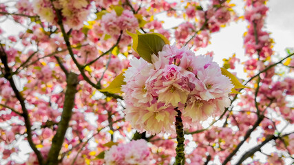 Obraz premium Cherry blossoms in full bloom during spring, symbolizing renewal and celebrated during the Japanese Hanami festival