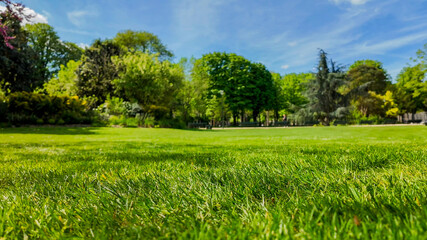 A lush green park with vibrant trees under a bright blue sky, perfect for Earth Day or outdoor relaxation