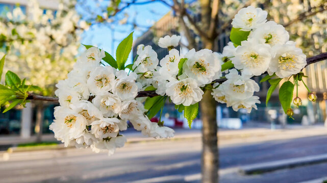 Close-up of blooming white cherry blossoms on a tree branch, symbolizing the arrival of spring and renewal