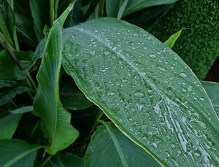 Green leaves with large raindrops, water flowing down the stems