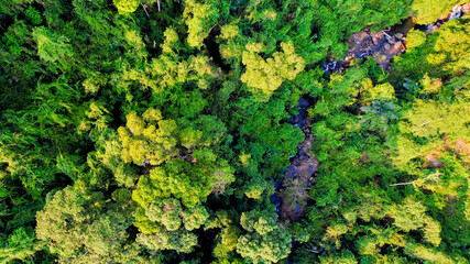 Aerial view of lush tropical rainforest highlighting biodiversity and environmental conservation