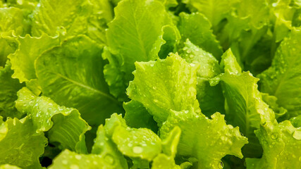 Fresh, dewy romaine lettuce leaves in a garden capture the essence of healthy eating and sustainable agriculture