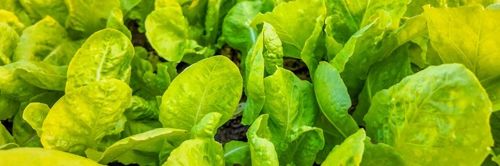 Close-up of fresh, vibrant green lettuce leaves thriving in a garden, symbolizing organic farming and healthy eating