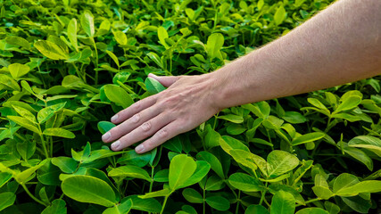 A person touches vibrant green leaves in a lush garden, symbolizing nature conservation and Earth Day celebrations