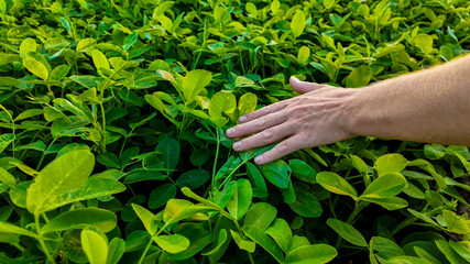 A Caucasian hand gently touching vibrant green plants in a field, symbolizing Earth Day and environmental conservation