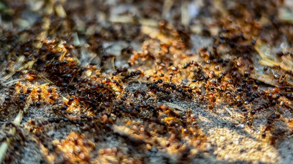 A swarm of ants foraging on the ground demonstrates teamwork and colony behavior, symbolizing industriousness and cooperation