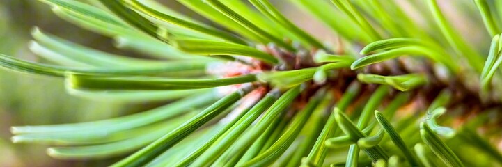 Close-up of green pine needles on a branch, symbolizing nature and the Christmas holiday season