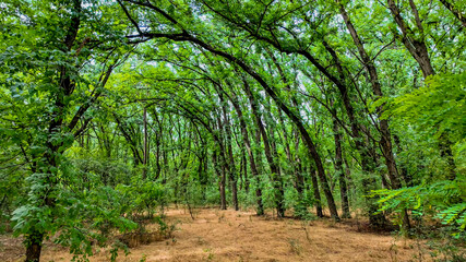 Lush green forest with arched trees in spring signifies the importance of nature preservation and...