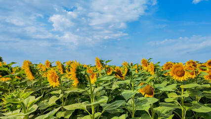 A vibrant sunflower field in full bloom under a clear blue sky, representing summer and agricultural abundance