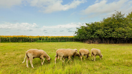 Four sheep grazing on a lush green meadow under a partly cloudy sky, symbolizing agricultural livelihood and rural tranquility