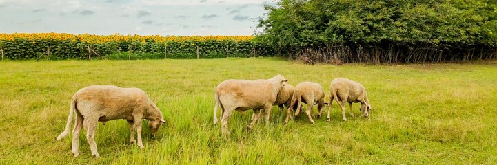 Obraz premium Grazing sheep in a lush green field with a backdrop of blooming sunflowers, symbolizing rural life and agricultural harmony