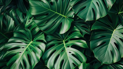 Obraz premium A dense array of large, dark green monstera leaves, creating a lush and vibrant natural tapestry with a tropical ambiance.