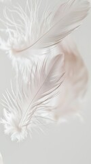 Obraz premium Delicate white feathers
