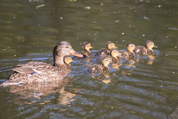 Duck with ducklings swimming in a serene water scene