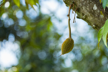 Fresh small durian, durian flower buds on branch tree with natural blurred background. Durian is king fruits and popular around the world, strange good taste and smell, most planted in Thailand.