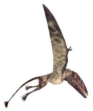 Flugsaurier Dimorphodon, Freisteller