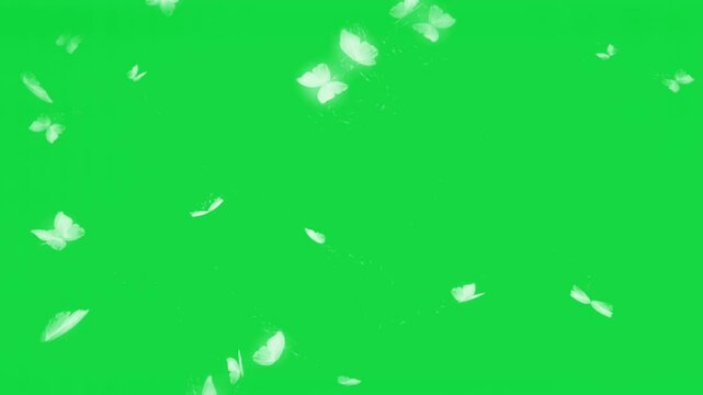 white butterflies flying on greenscreen
