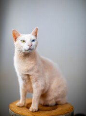 gato gato branco gato branco encima do banco 