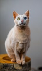 gato gato branco gato branco encima do banco 
