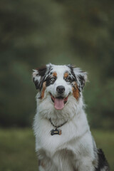 beautiful portraits of an Australian Shepherd in a picturesque park