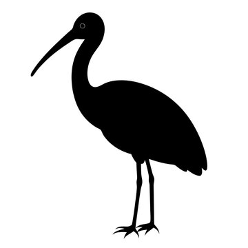 recommend clip art: spoonbill silhouette vector animal illustration