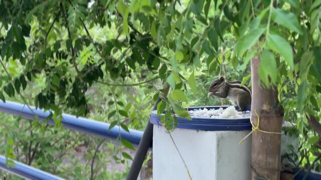 Baby chipmunk eating rice, Indian palm squirrel feeding rice, three-striped palm squirrel