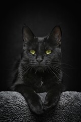 Portrait of  black cat on a dark background.. Vertical image. 